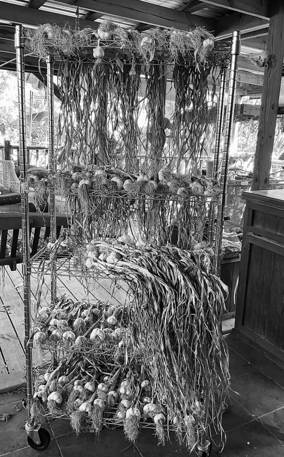fall-planting-southern-peas-shawnee-news-star