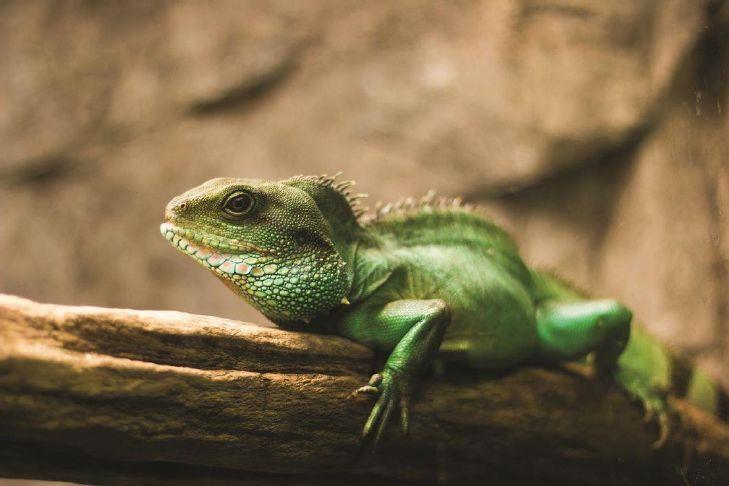 Herps Reptile Show set Jan. 13-14 in Shawnee - Shawnee News-Star